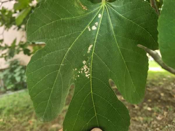 Fig-tree skeletonizer moth