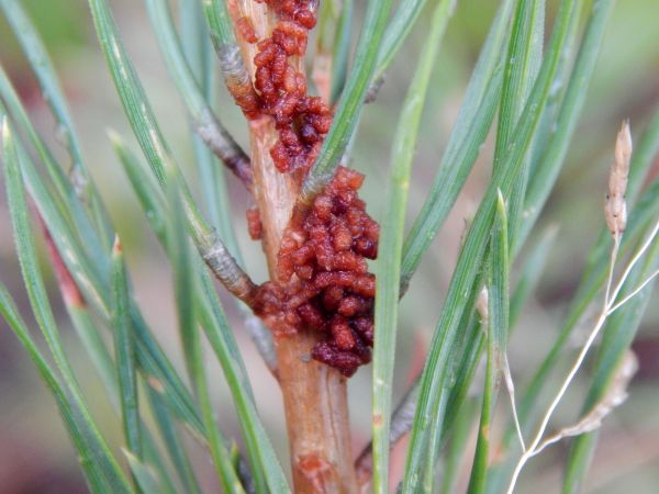 Web-spinning pine-sawfly