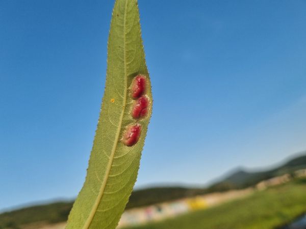 Sawfly Pontania proxima