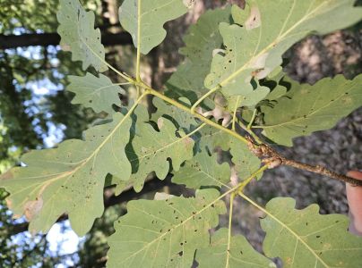 Sietnička dubov&aacute;