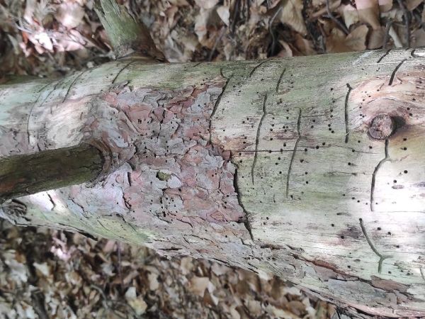 Lesser pine shoot beetle