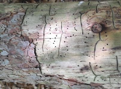 Lykokaz borinov&yacute;