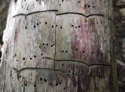 Lykokaz borinov&yacute;