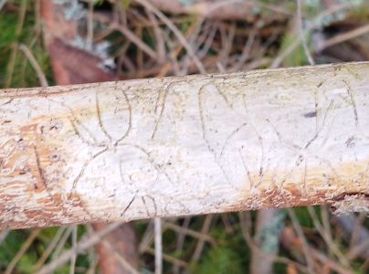 Lykožr&uacute;t leskl&yacute; 