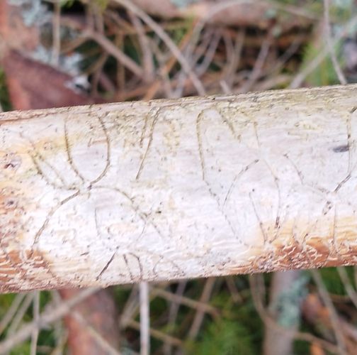  Róbert Víglašský