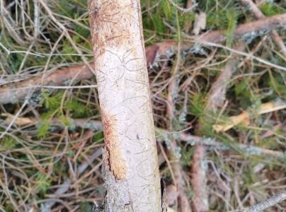 Lykožr&uacute;t leskl&yacute; 