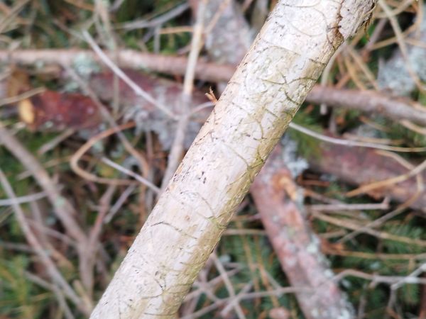 Six-toothed spruce bark beetle 