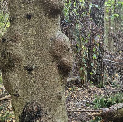 A - Ambiguously determined, we are not sure