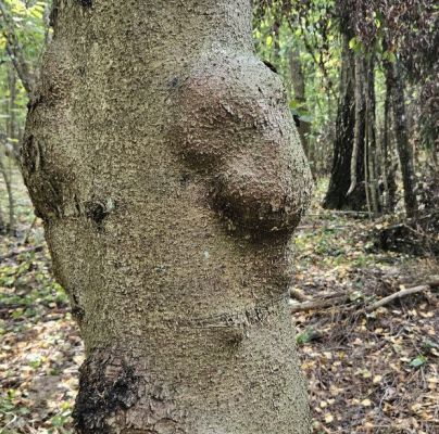 A - Ambiguously determined, we are not sure