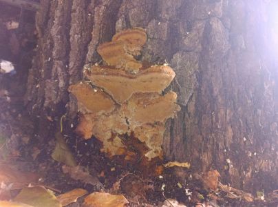 Ry&scaron;avec k&ocirc;rovit&yacute;