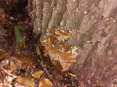 Ry&scaron;avec k&ocirc;rovit&yacute;