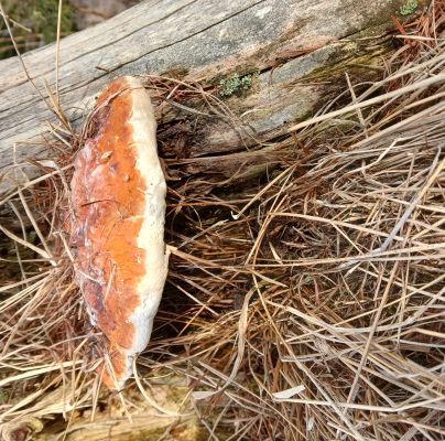 Fomitopsis pinicola 