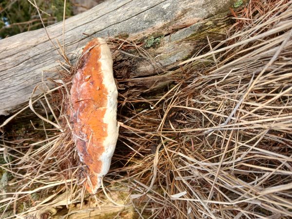 Red banded polypore