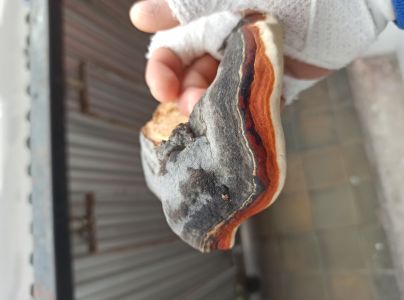 Pr&aacute;chnovček p&aacute;sikav&yacute; 