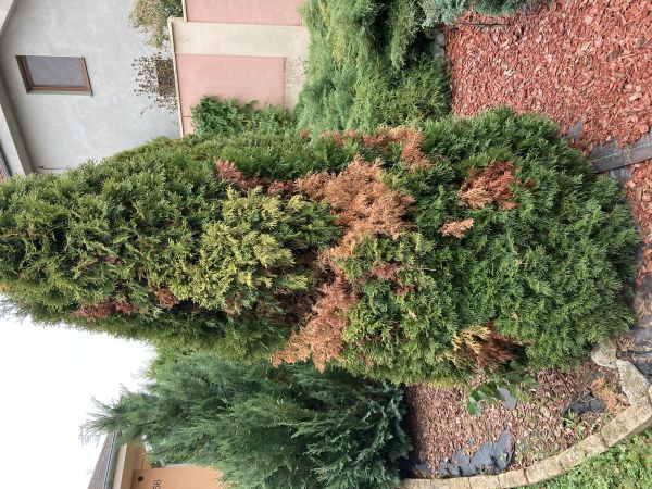 Cypress jewel beetle