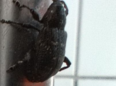 Tvrdoň smrekov&yacute;