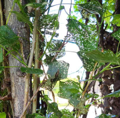 Phyllodecta (= Phratora) vitellinae