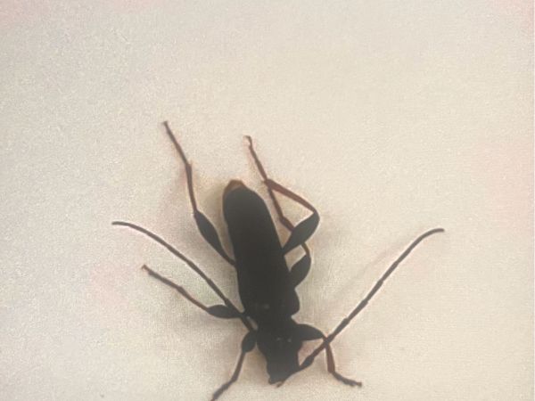 Longhorn beetle Ropalopus clavipes