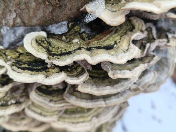 Turkey tail