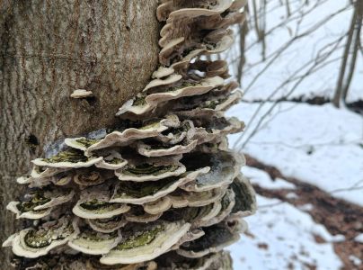 Tr&uacute;dnikovec pestr&yacute;