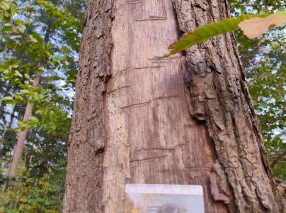 A - This species is not in the database yet