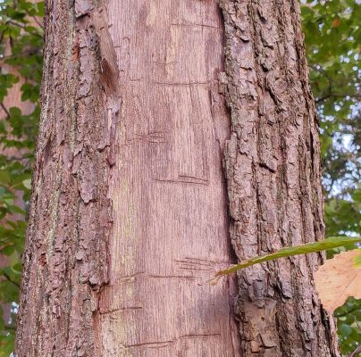 A - This species is not in the database yet