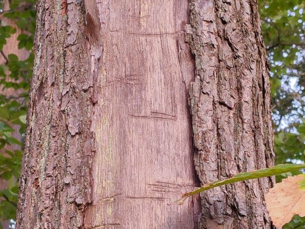 A - This species is not in the database yet