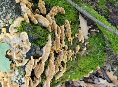 Tr&uacute;dnikovec zamatov&yacute;