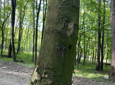 Lykožr&uacute;t bukov&yacute;