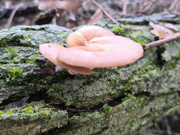 Oyster mushroom