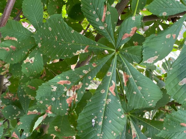 Horse-chestnut leaf miner