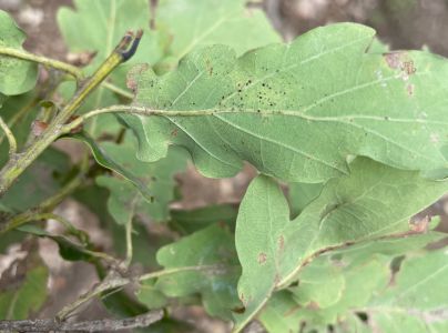 Plosk&aacute;čik paga&scaron;tanov&yacute;