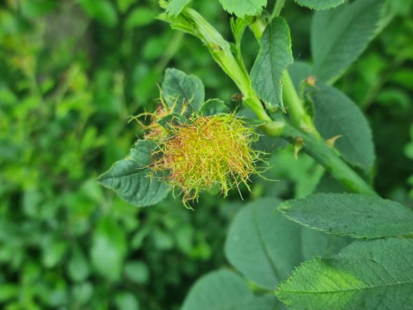 Bedeguar gall wasp