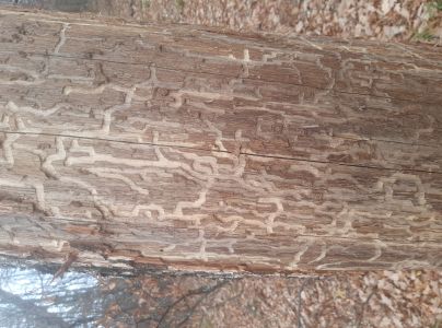 Fuz&aacute;č dubov&yacute;