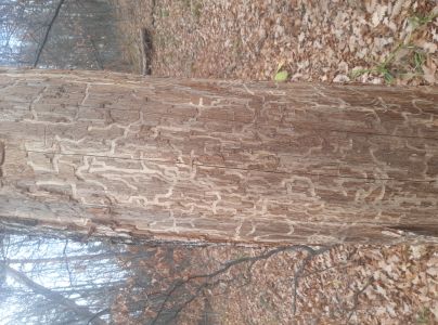 Fuz&aacute;č dubov&yacute;