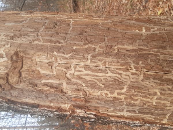 Long-horned beetle Plagionotus arcuatus 