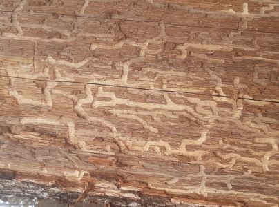 Fuz&aacute;č dubov&yacute;