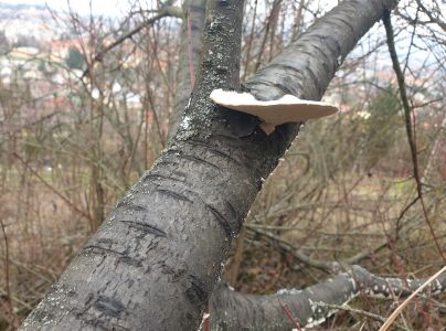 Tr&uacute;dnikovec chlpat&yacute;