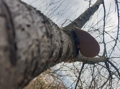 Tr&uacute;dnikovec chlpat&yacute;