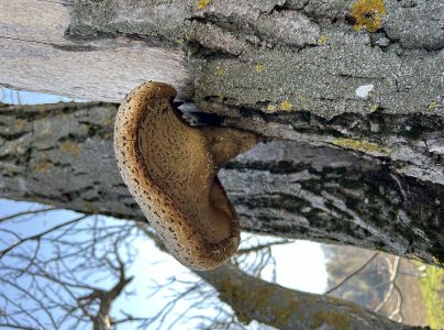 Tr&uacute;dnik &scaron;upinat&yacute;