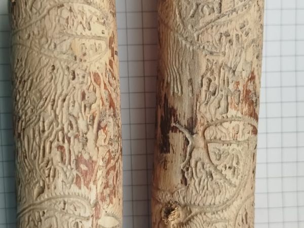 A - Ambiguously determined, we are not sure