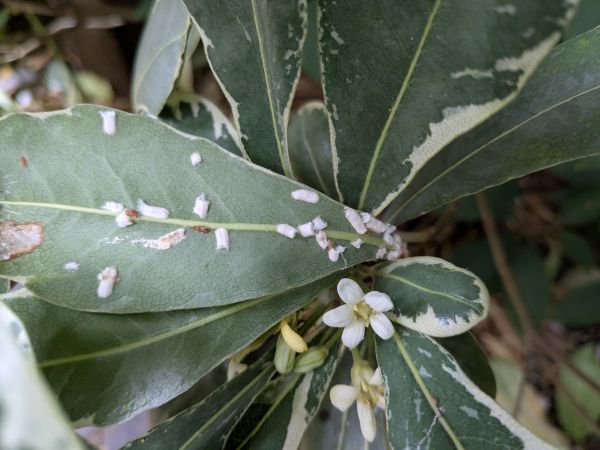 Cottony camellia scale