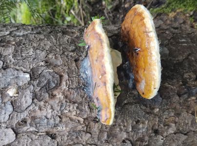 Pr&aacute;chnovček p&aacute;sikav&yacute; 