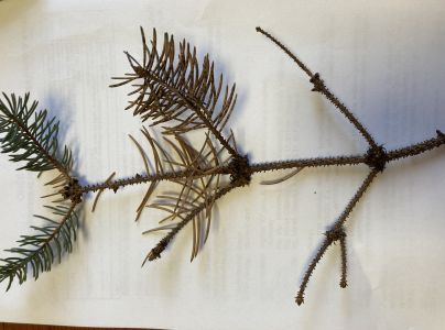 &Scaron;trbinovka smrekov&aacute;