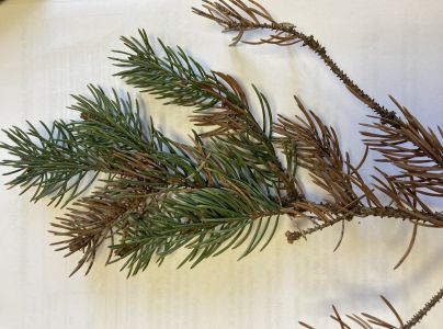 &Scaron;trbinovka smrekov&aacute;