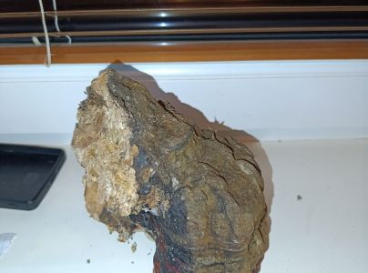 Pr&aacute;chnovček p&aacute;sikav&yacute; 