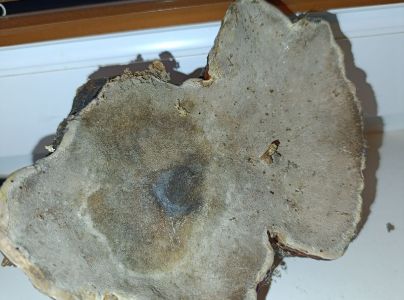 Pr&aacute;chnovček p&aacute;sikav&yacute; 