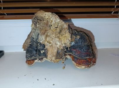 Pr&aacute;chnovček p&aacute;sikav&yacute; 