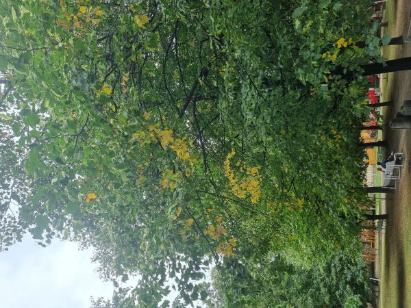 Heat, drought and bark burn