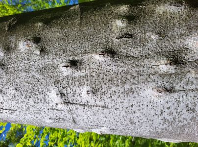 Lykožr&uacute;t bukov&yacute;